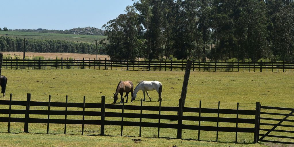 three horses grazing in a fenced in field